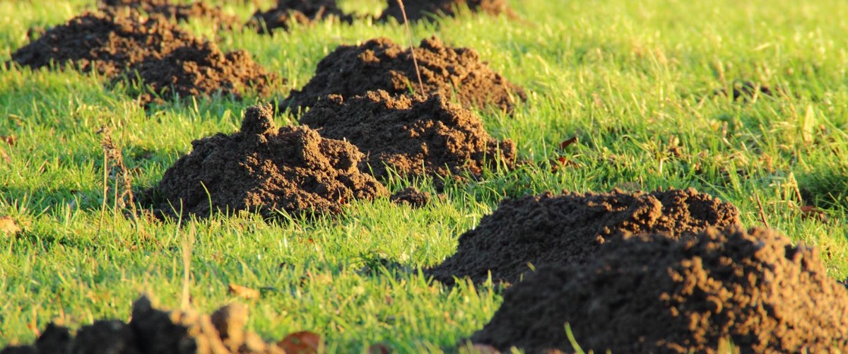 Southern California yard ideal for moles