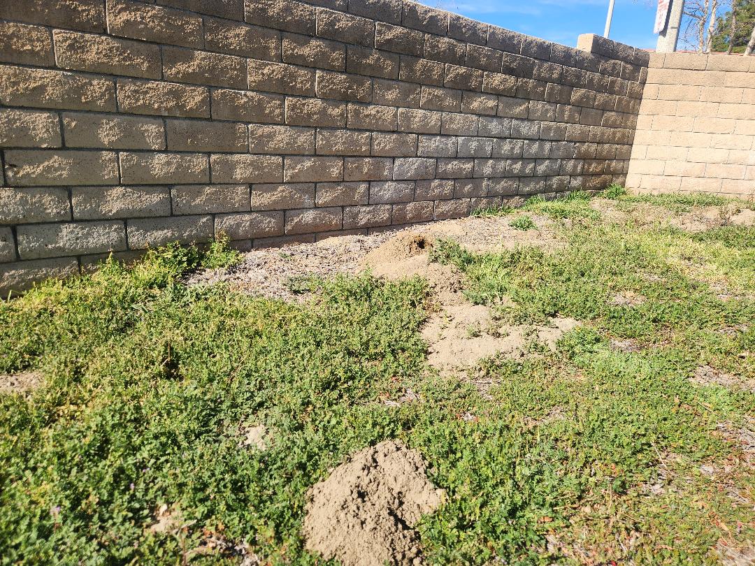 Southern California residential yard with gopher activity