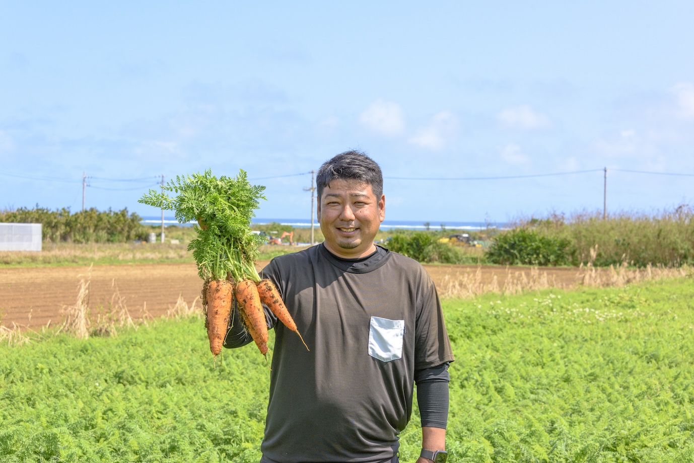 津堅島のにんじん畑