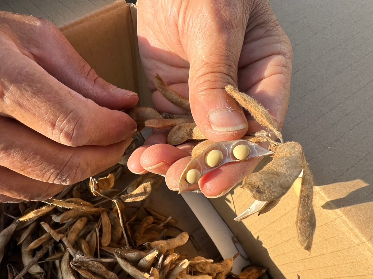 沖縄の畑で育つ高アンダー大豆