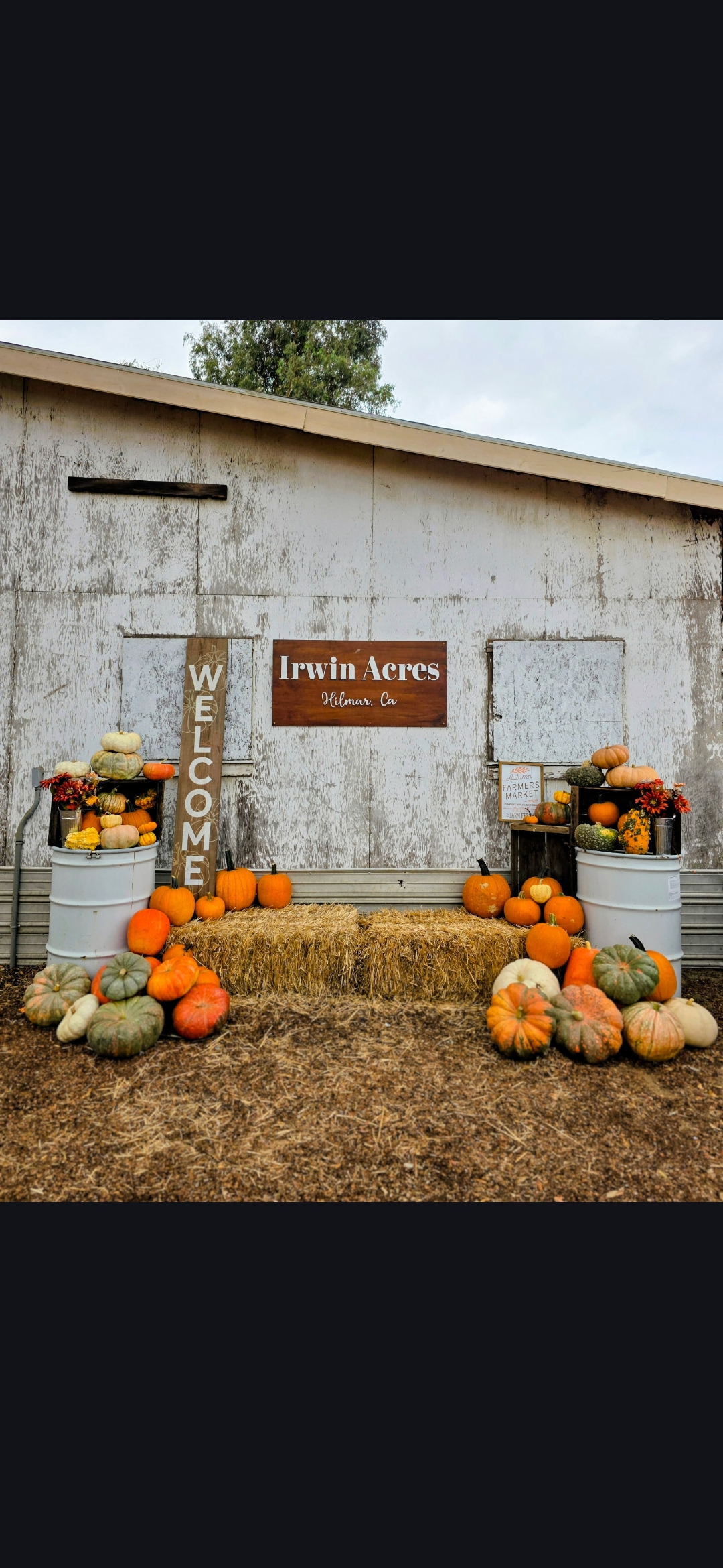 Pumpkin Patch Paradise