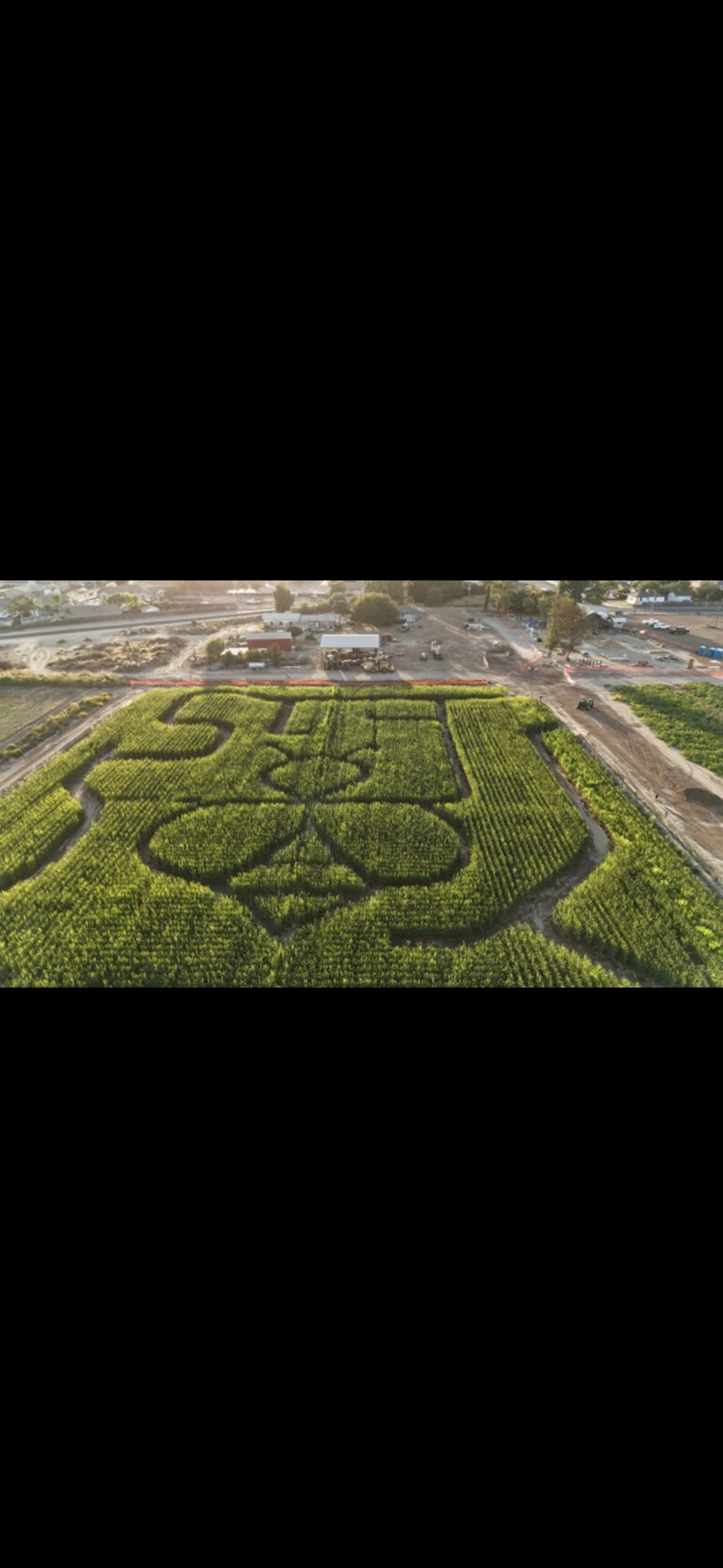 Families enjoying the corn maze at Irwin Acres