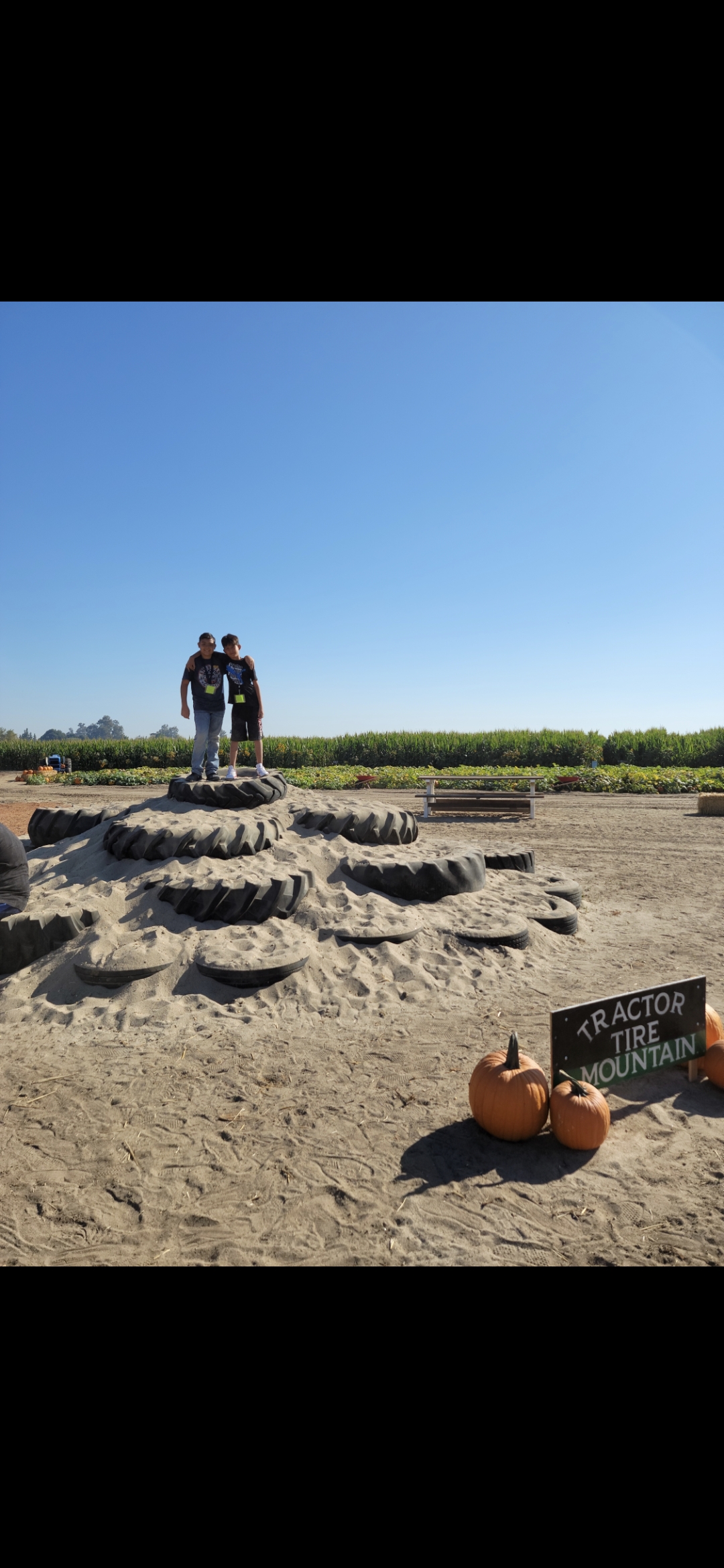 Families exploring our corn maze