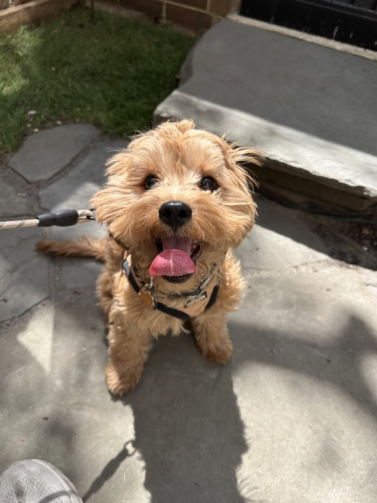 Happy dog on the boarding page