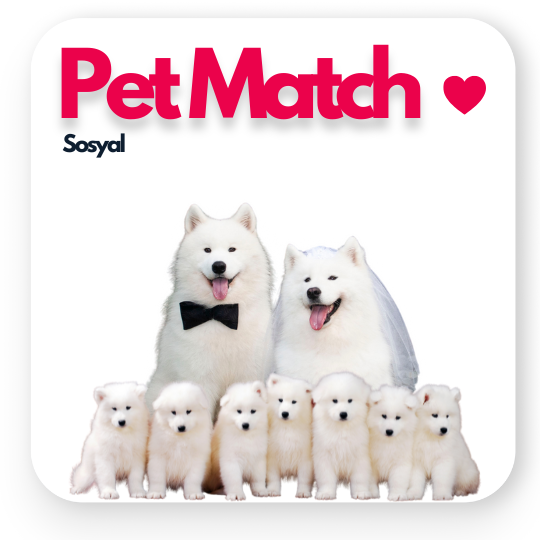 Pet Match