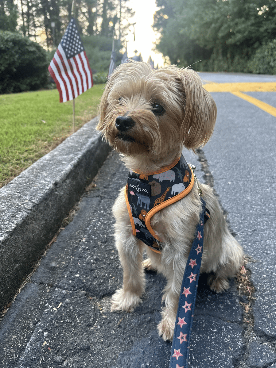 Bugsy the Yorkshire Terrier 1