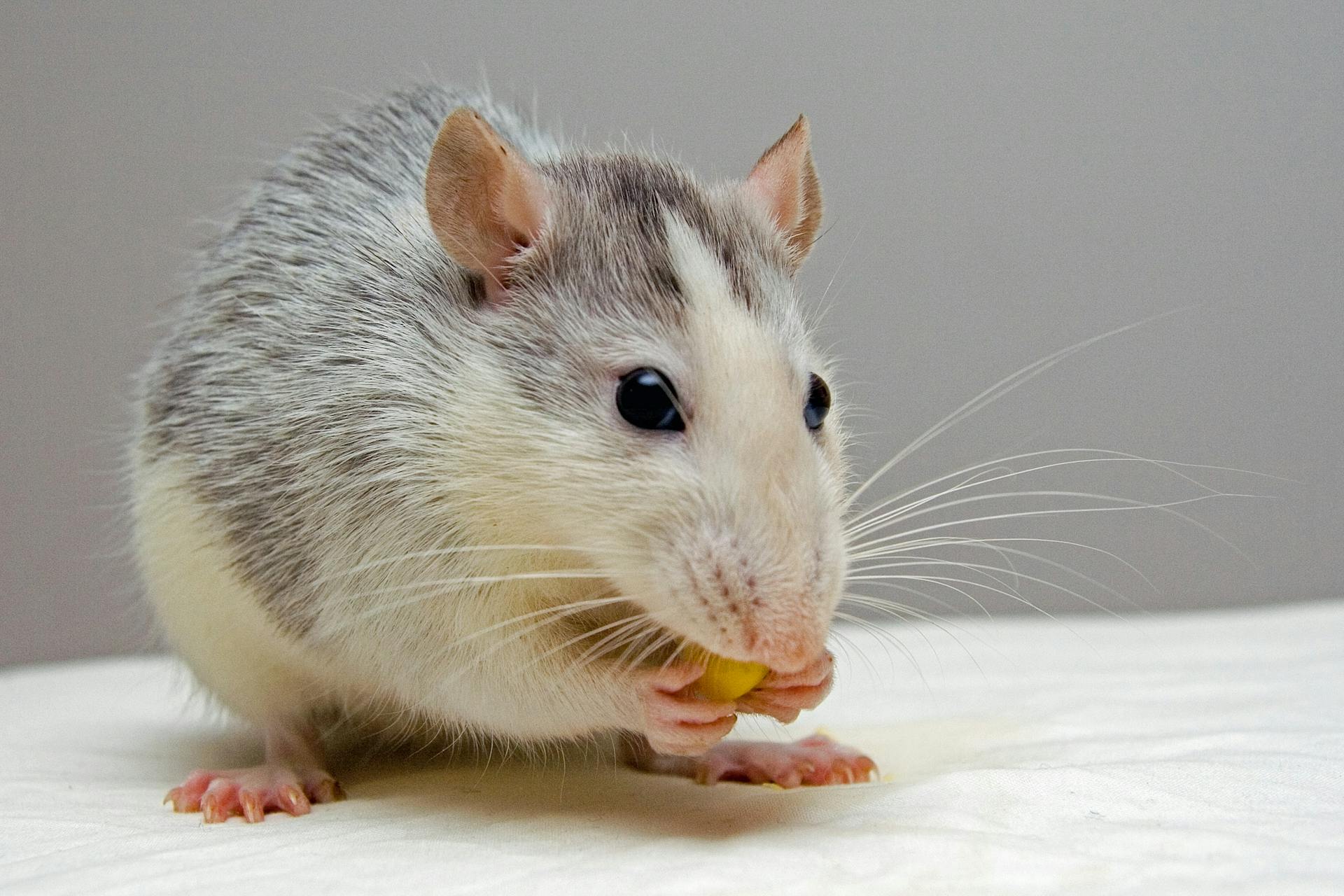 Pistache — Souris, vivante