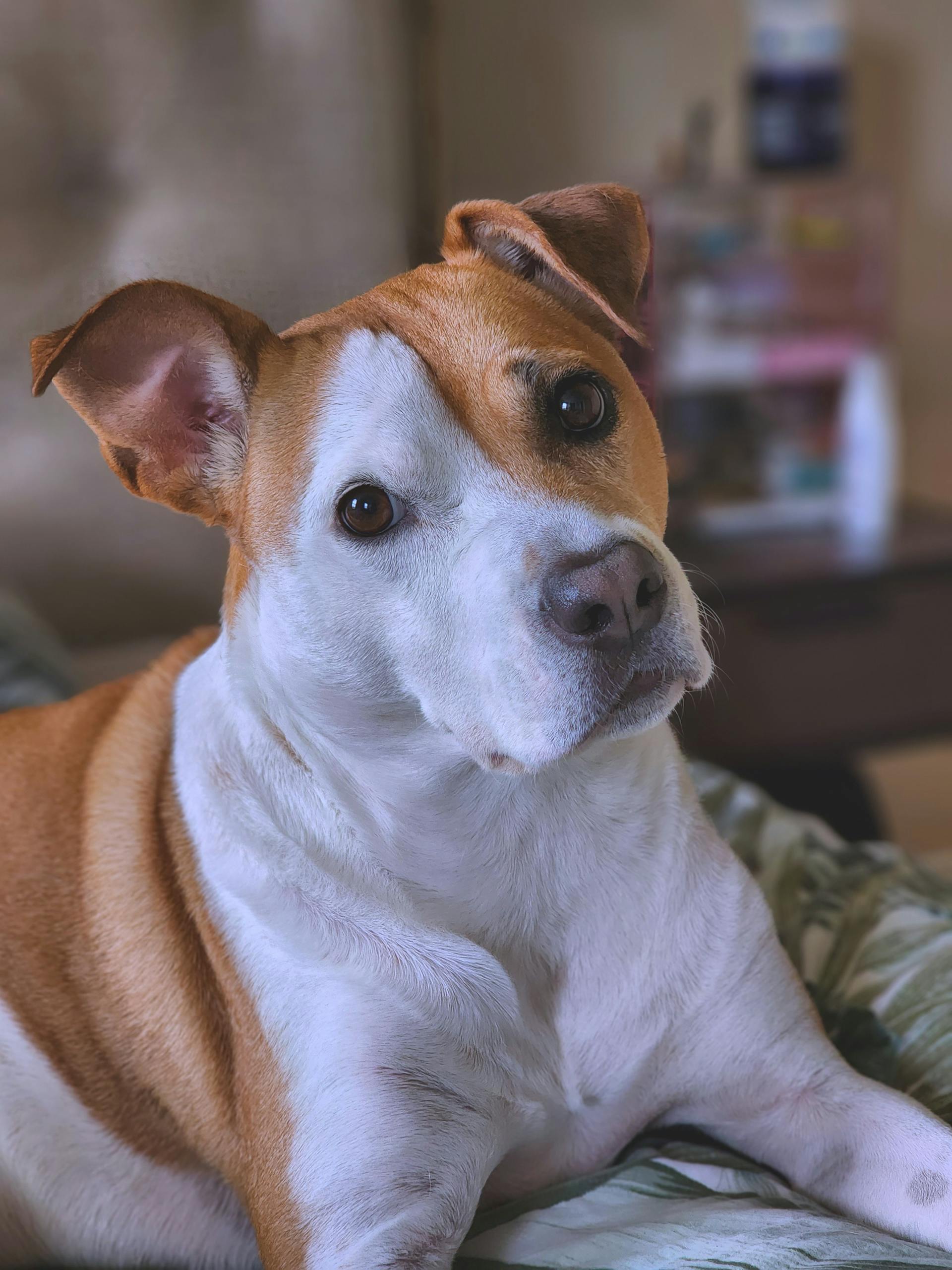 Ulysse — Chien, 5 ans