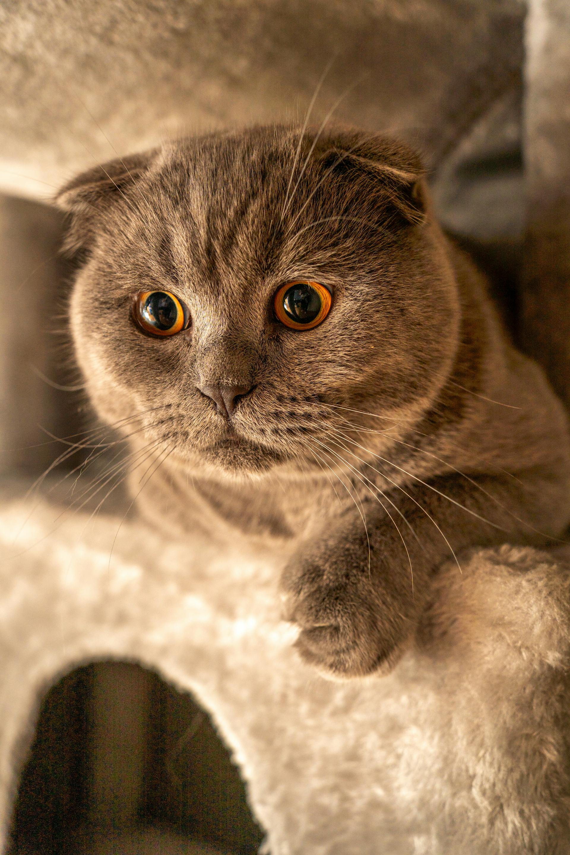 Noisette — Chat, disparu