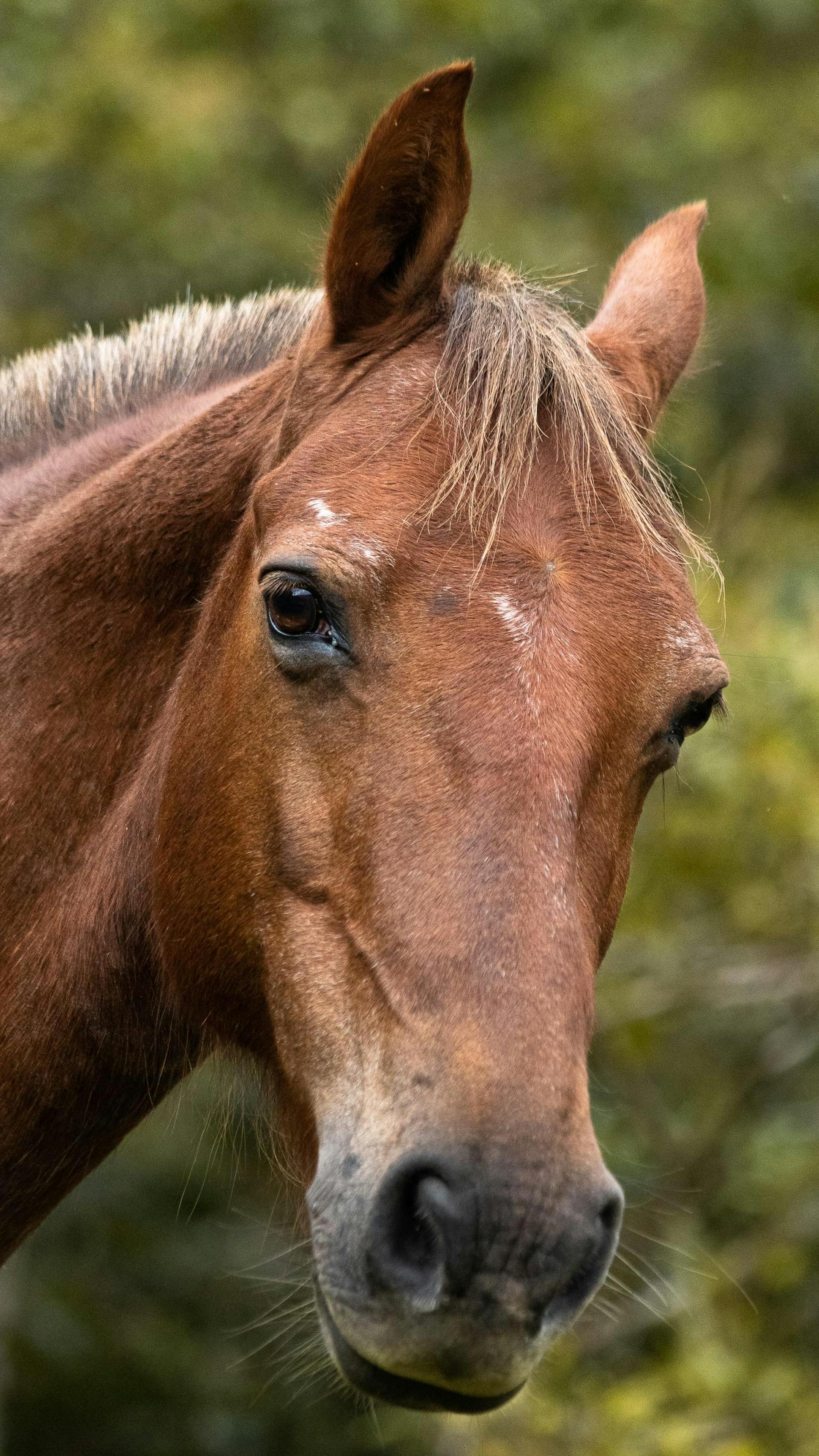 Titan — Hongre, 8 ans