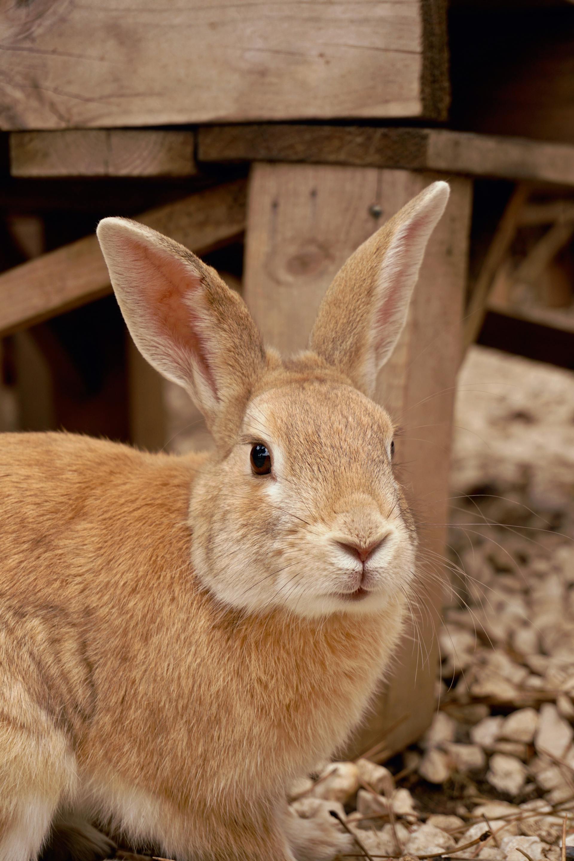 Réglisse — Lapine, 3 ans