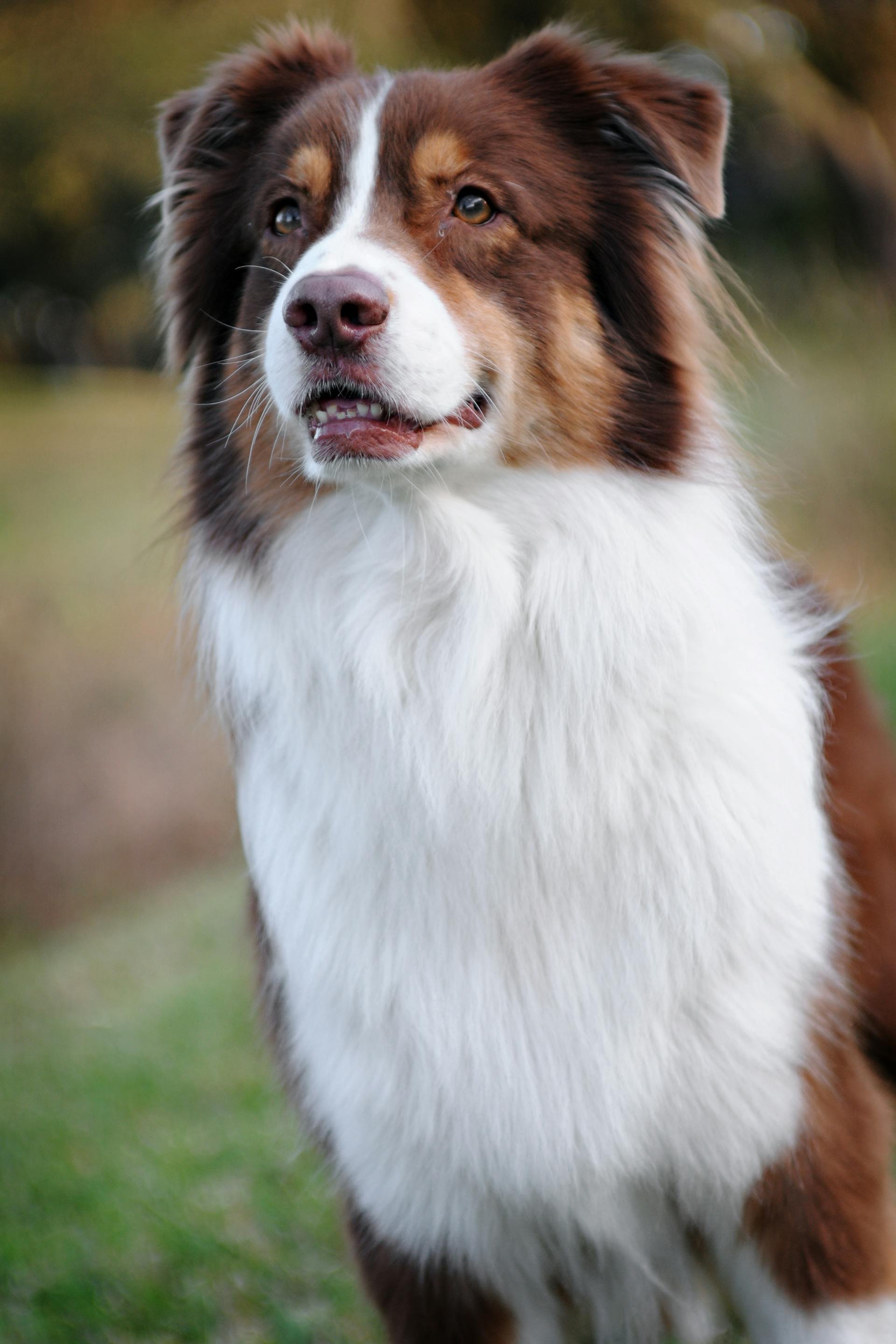 Plume — Chienne, décédée