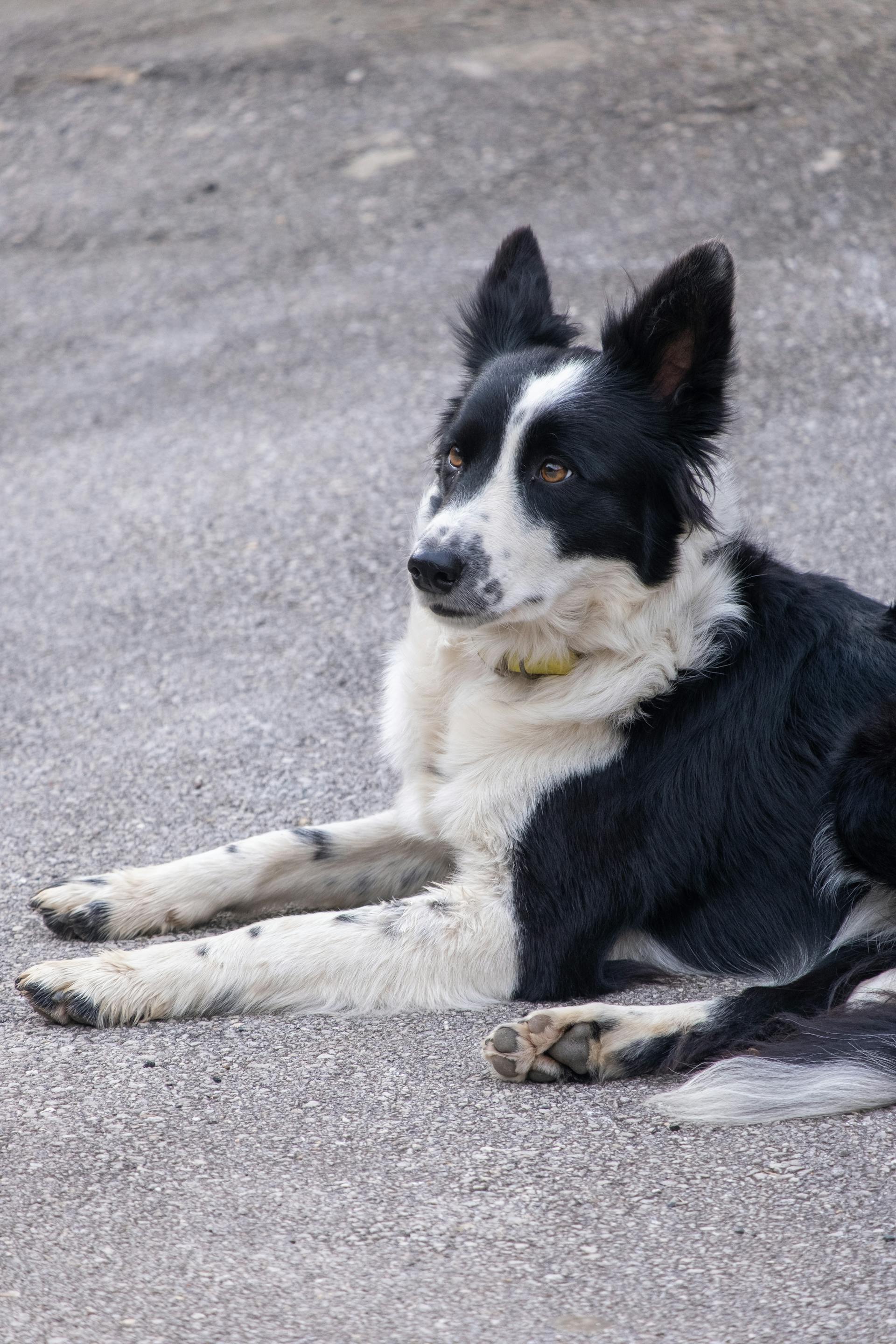 Luna — Chienne, 3 ans