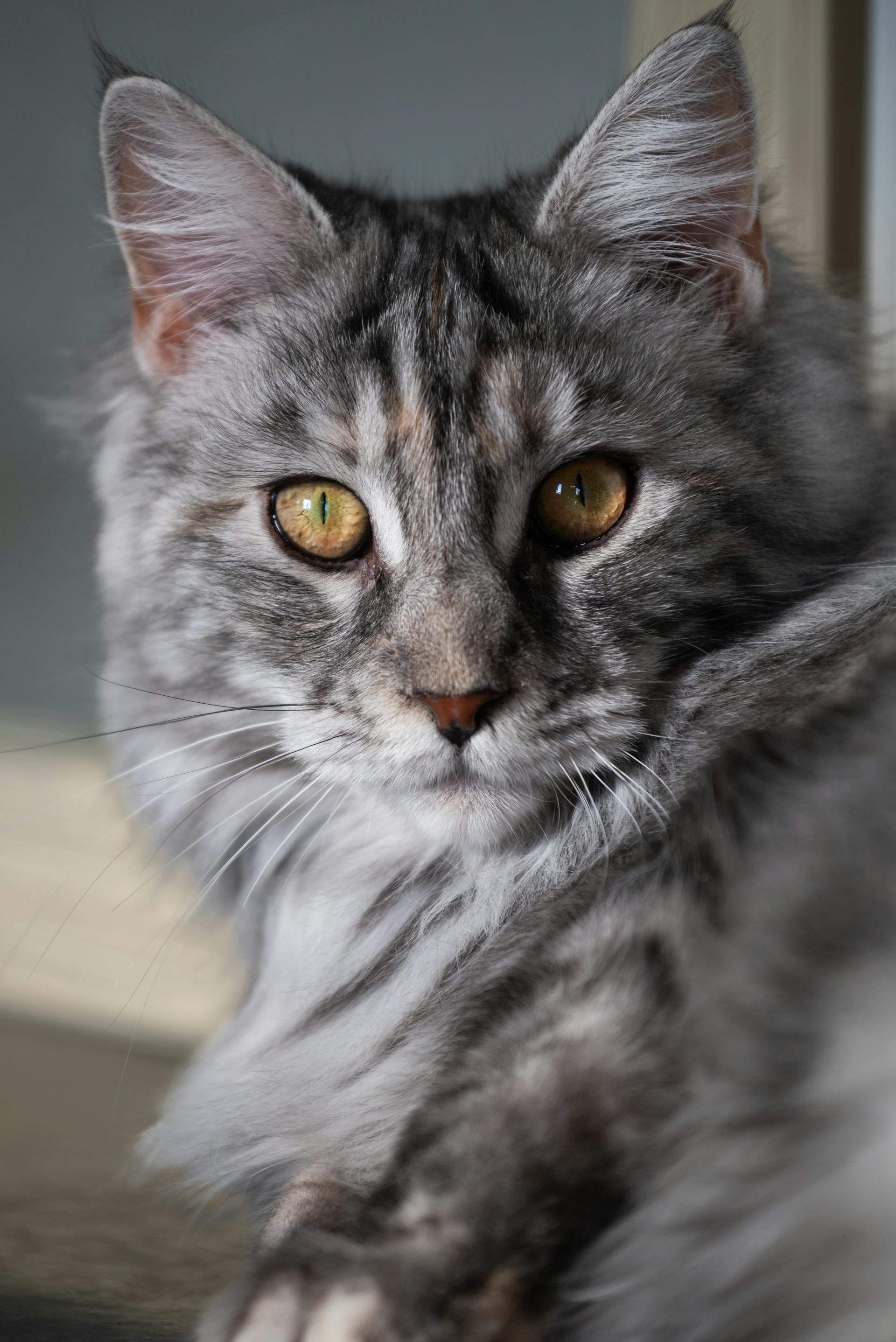 Figaro — Chat, 5 ans