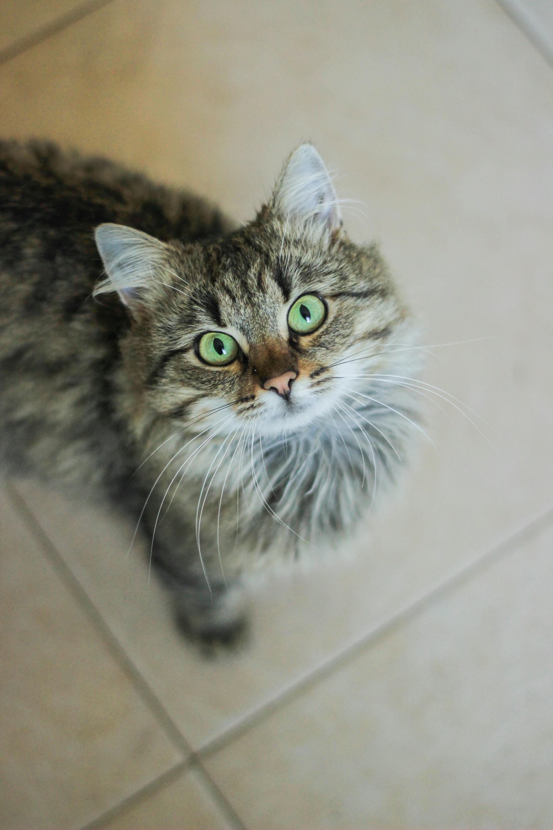 Caramel — Chat, 5 ans