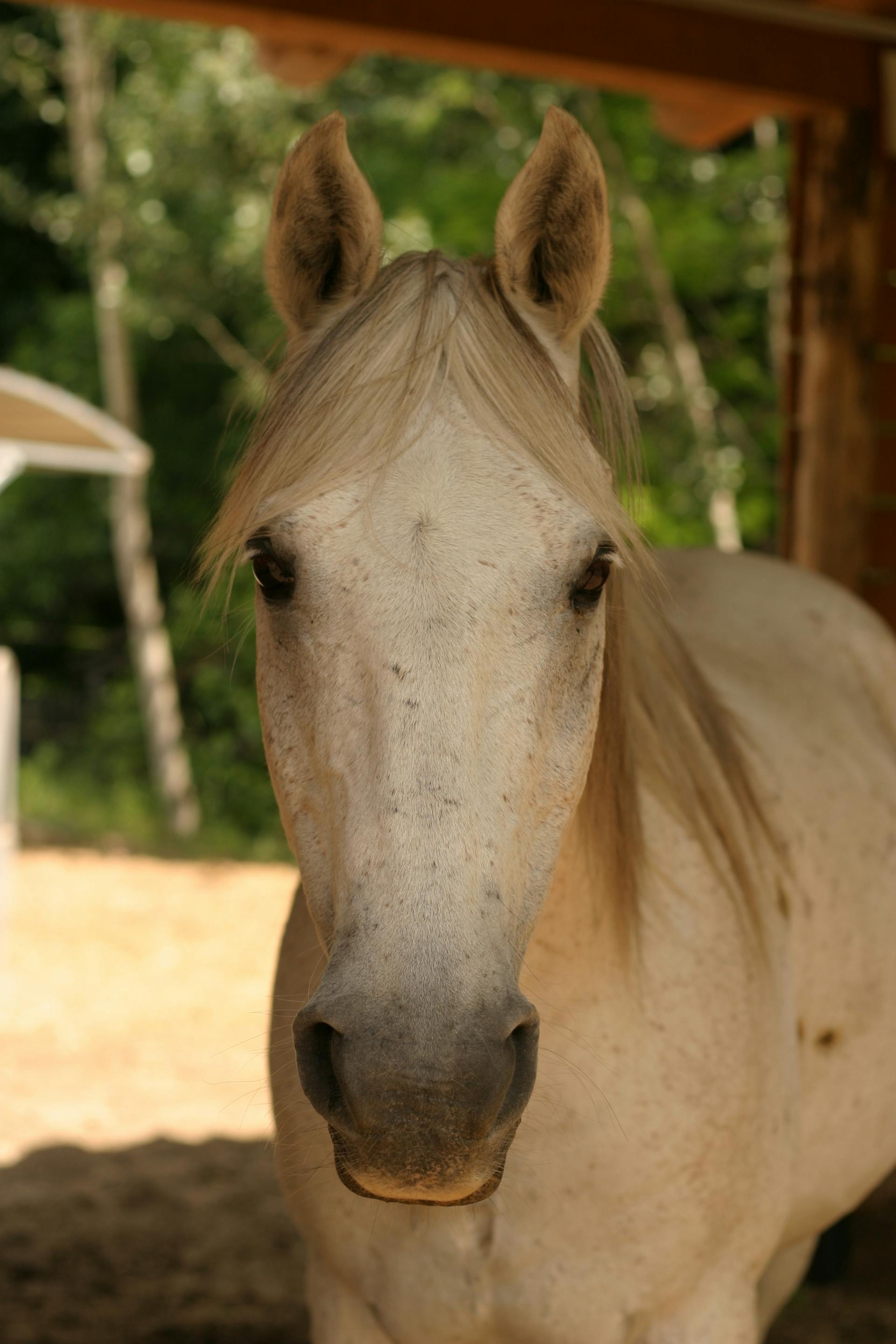 Amiral — Cheval, 10 ans