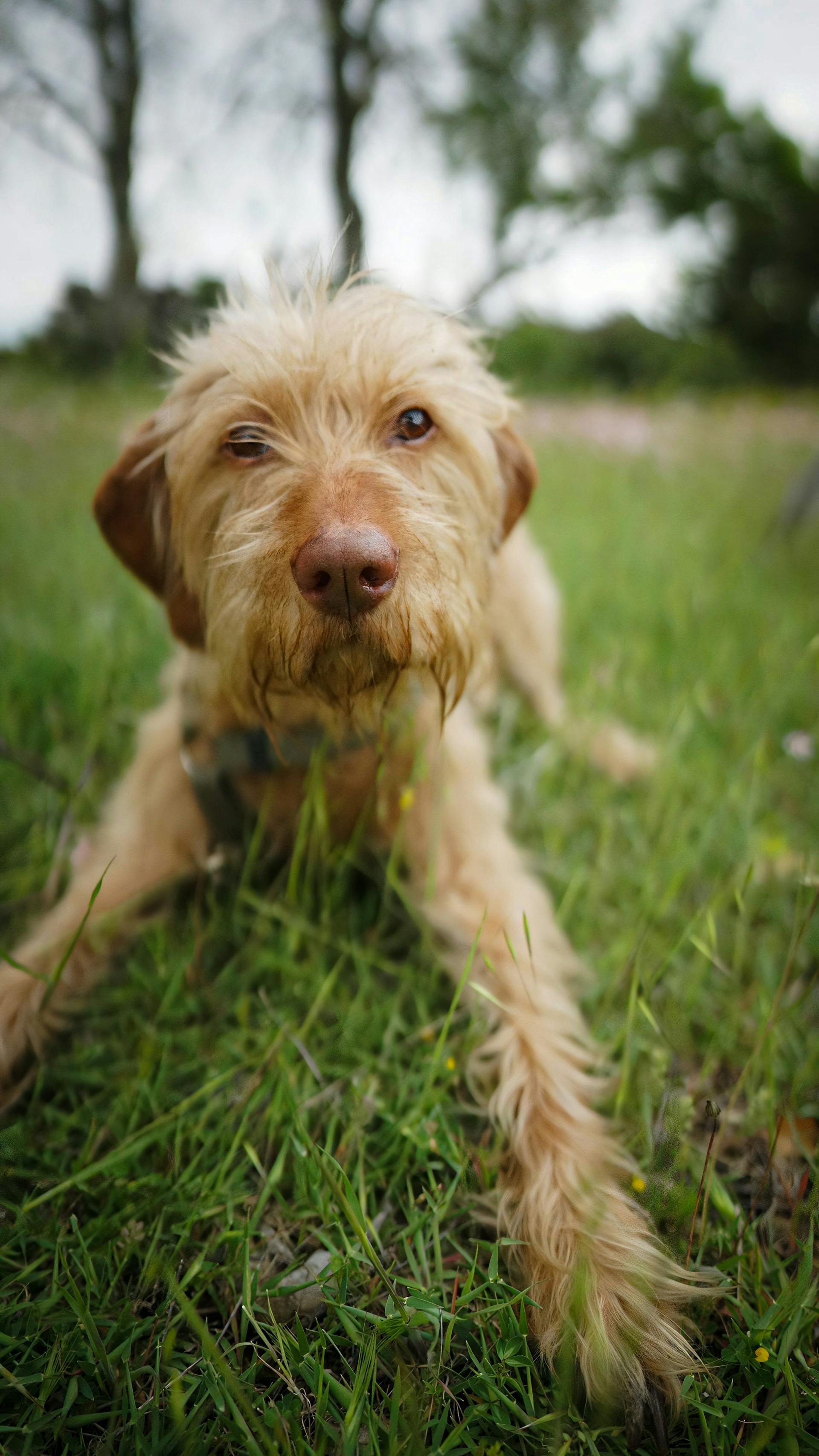 Bruno — Chien, décédé