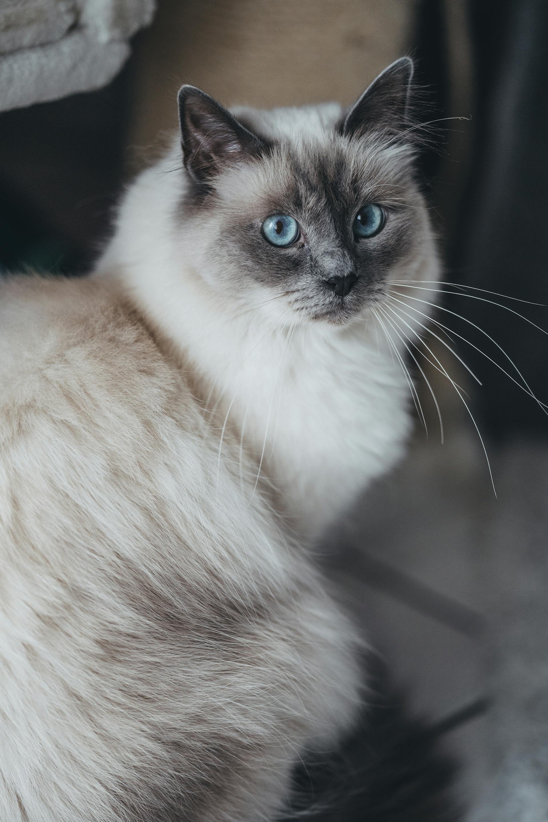 Félix — Chat, disparu