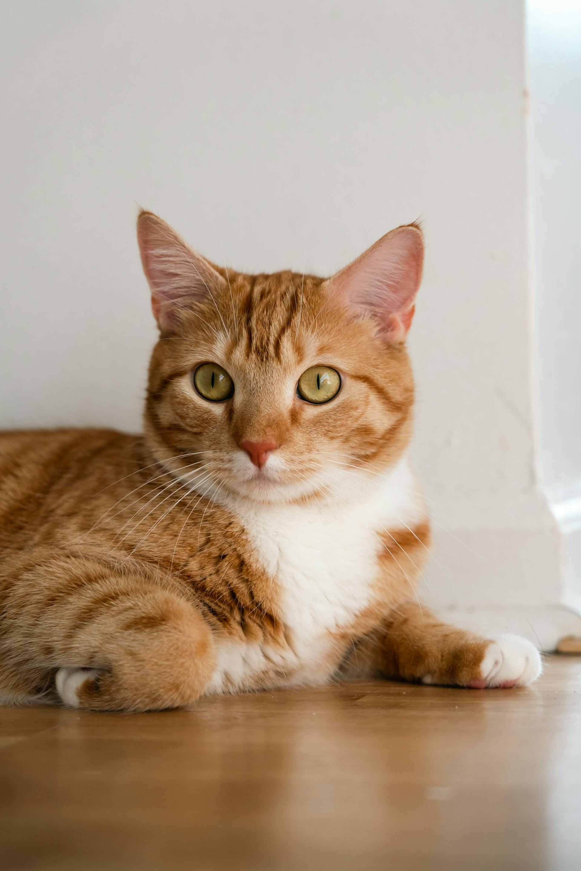 Mochi — Chat, 8 ans