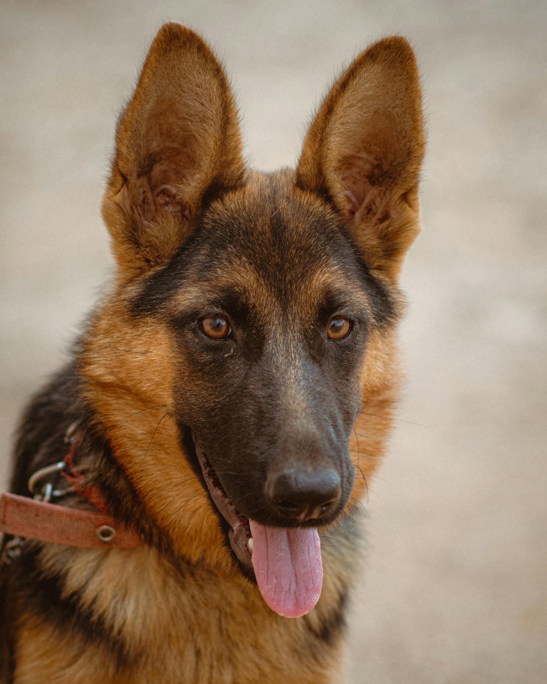 Zeus — Chien, 4 ans