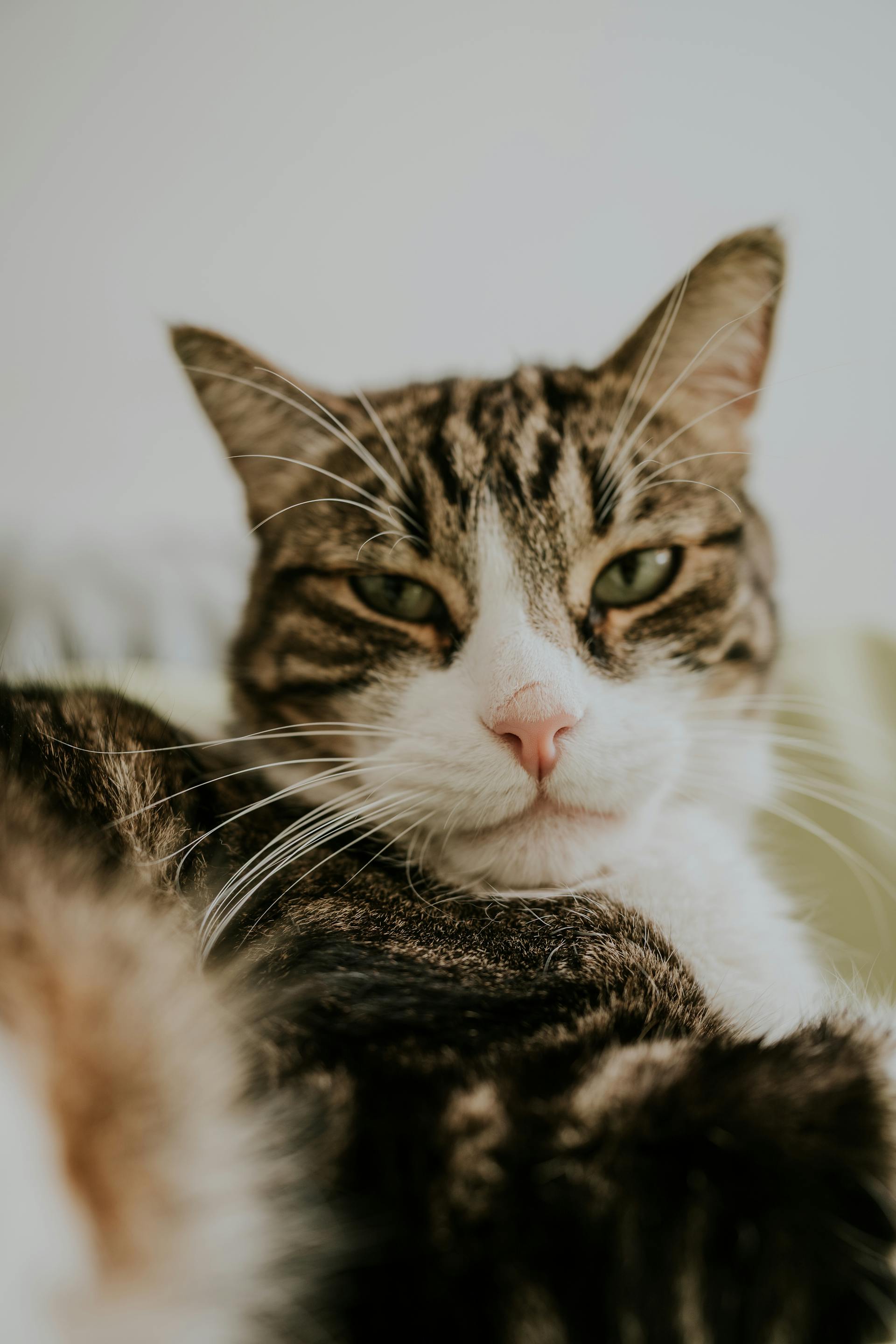 Perle — Chatte, 3 ans