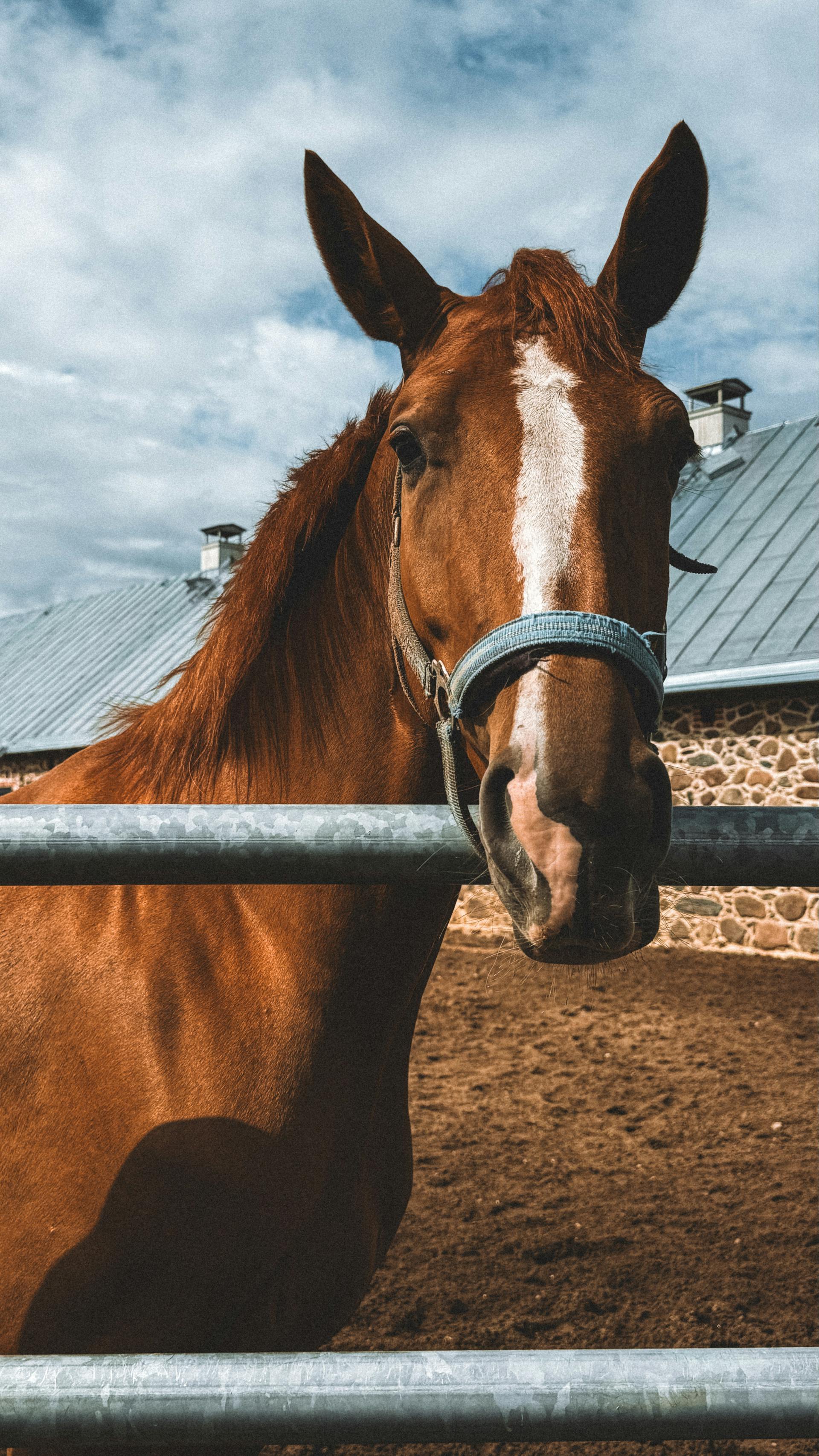 Étoile — Jument, 9 ans