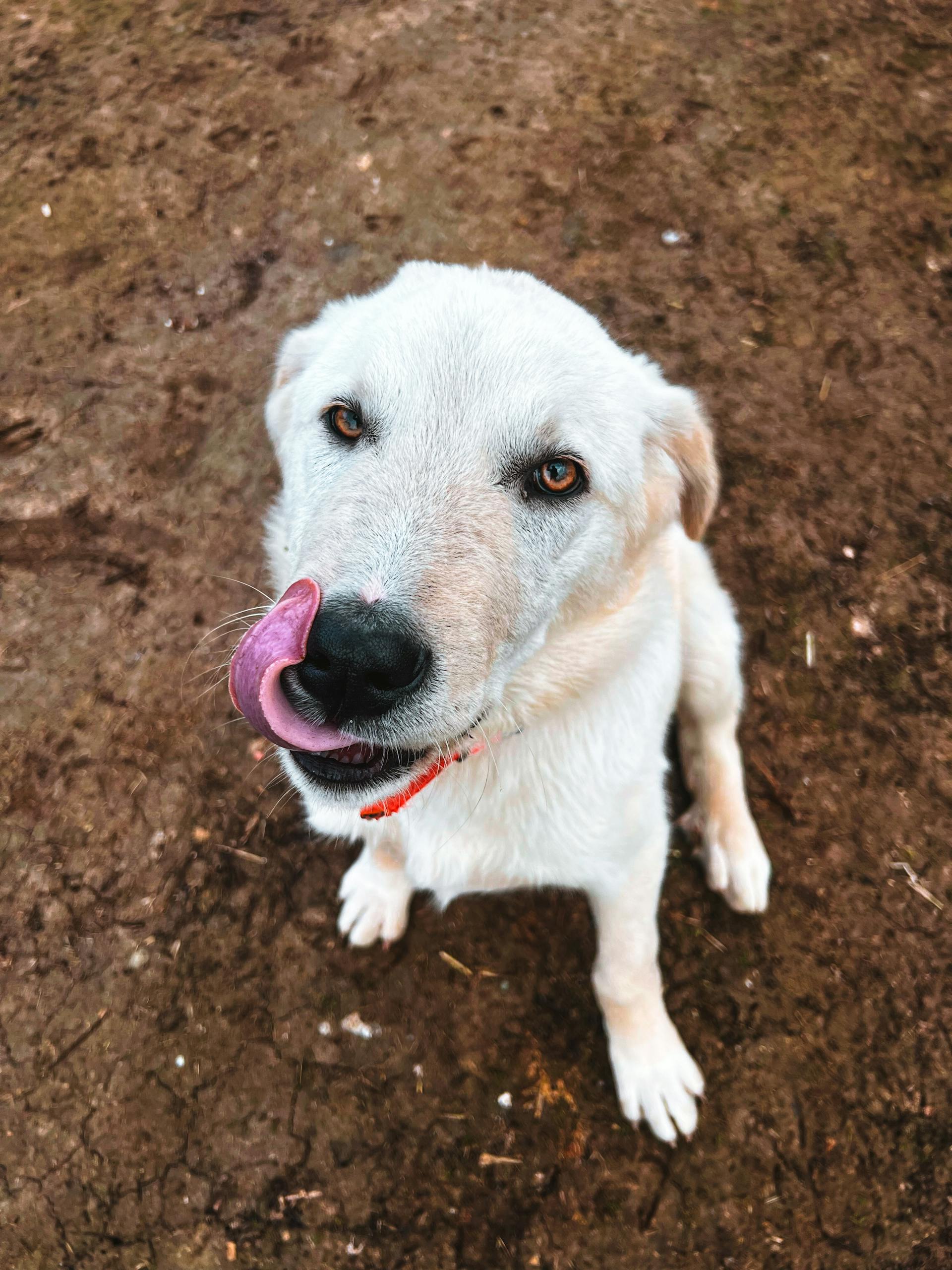 Jade — Chienne, 5 ans