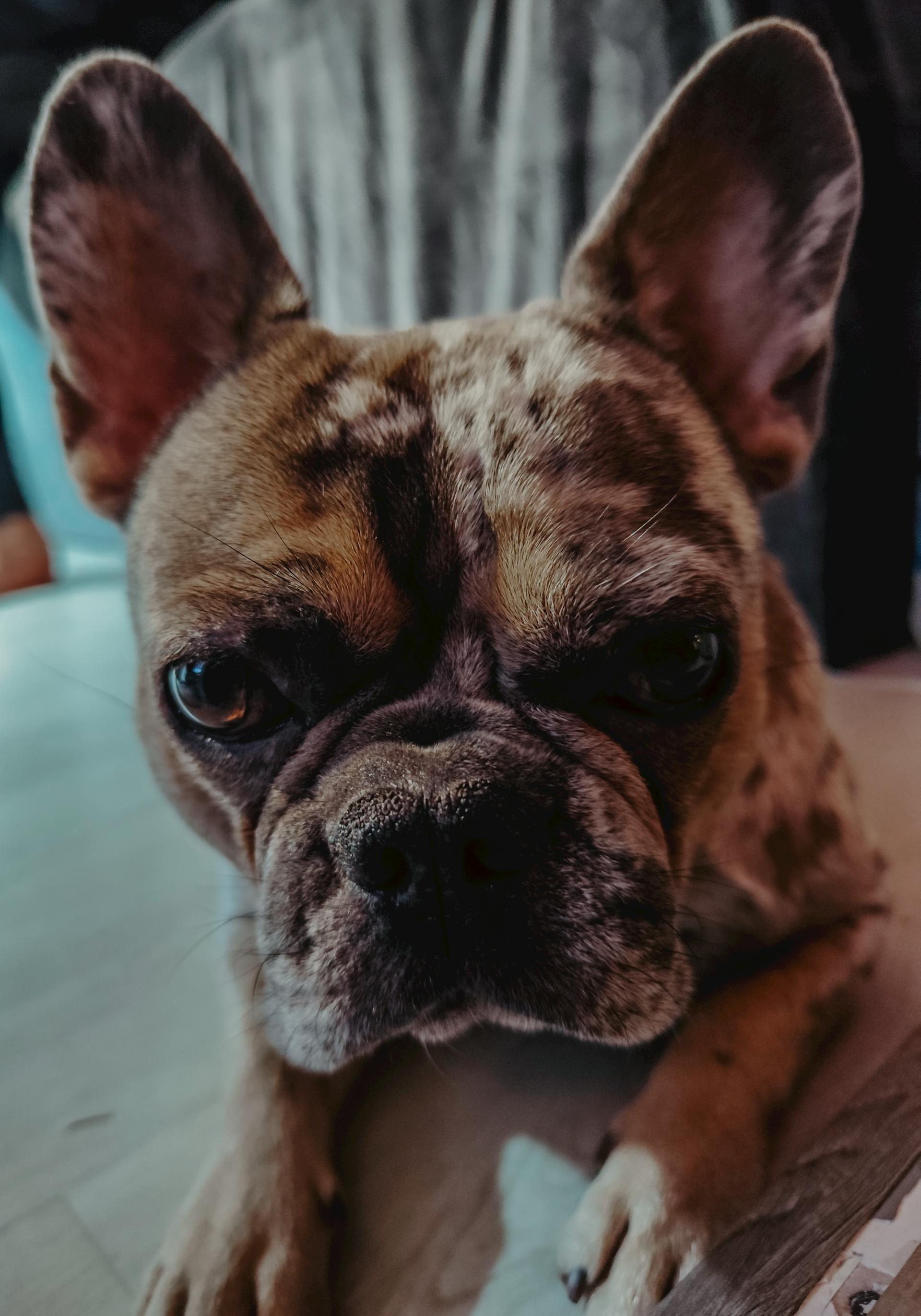 Oscar — Chien, 4 ans