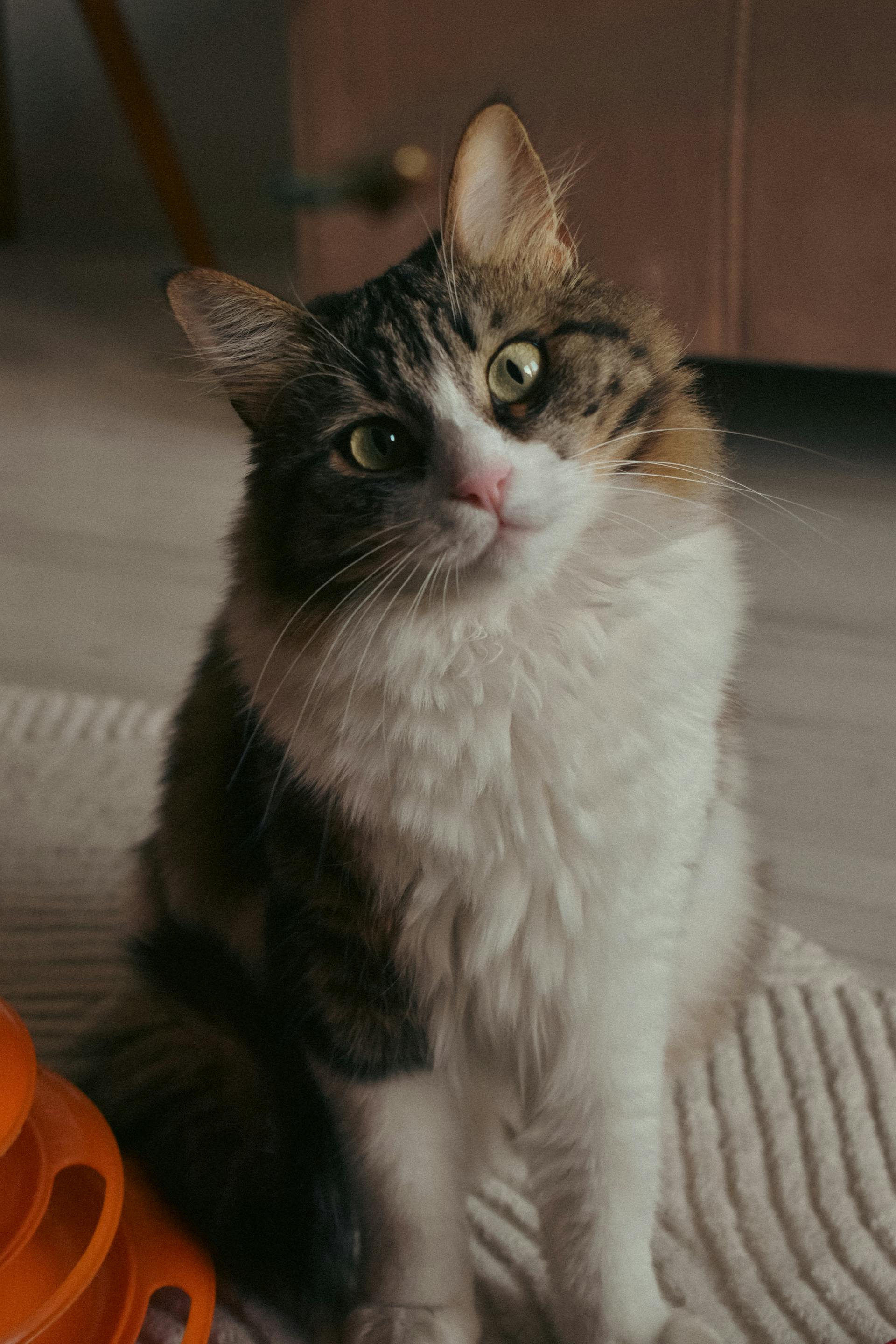 Saphir — Chat, 6 ans
