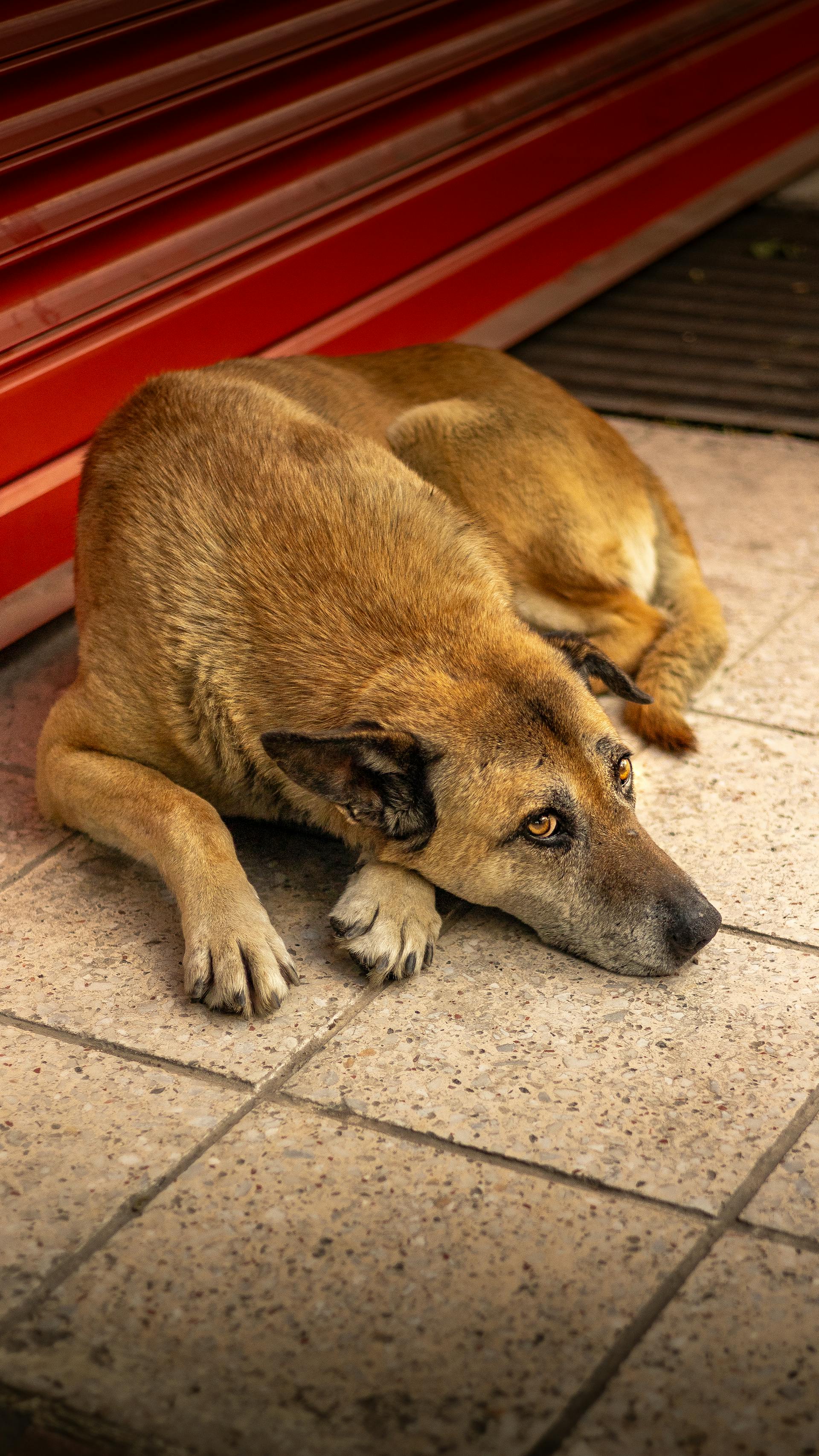 Rex — Chien, décédé