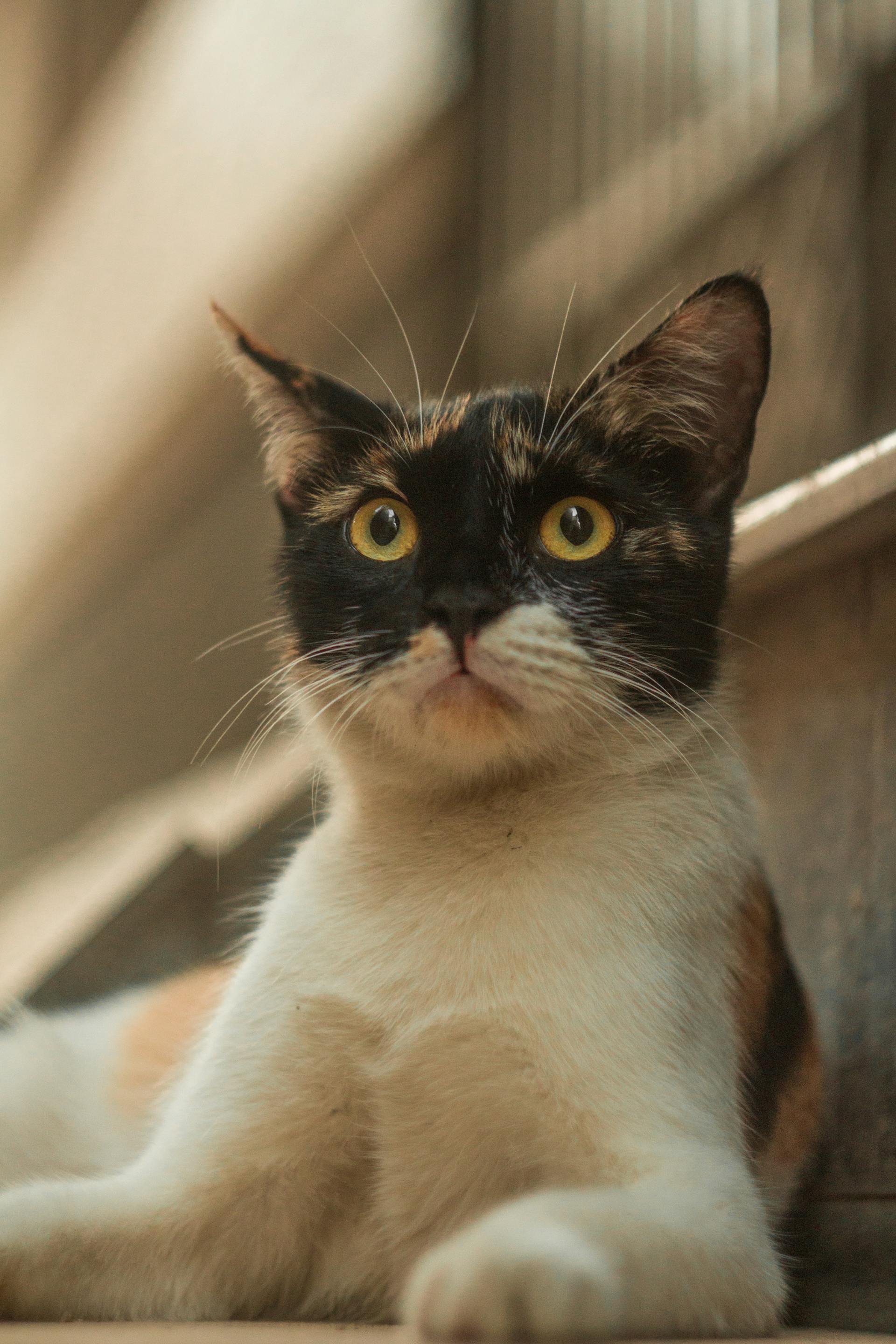 Onyx — Chat, 4 ans