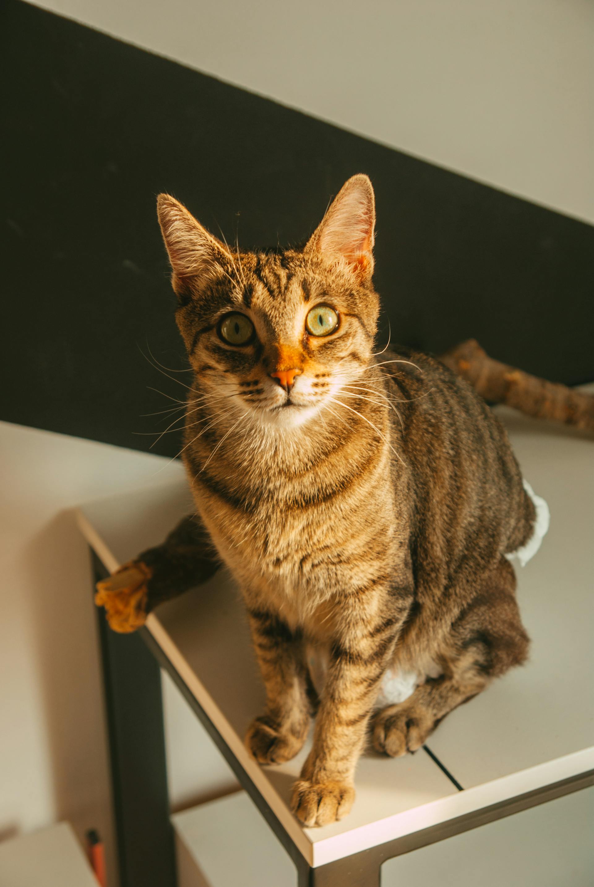 Milo — Chat, 5 ans