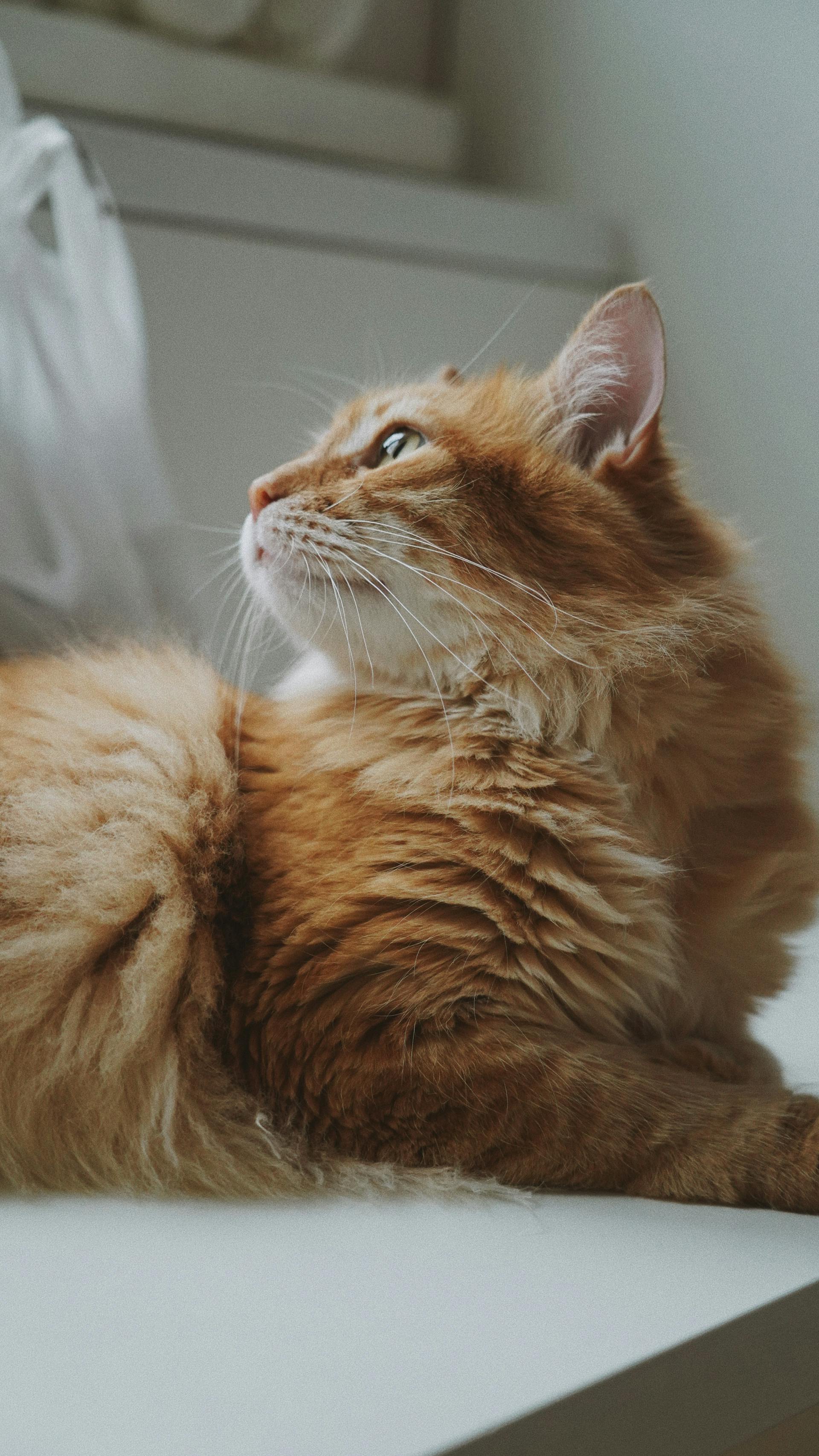 Luna — Chatte, 4 ans