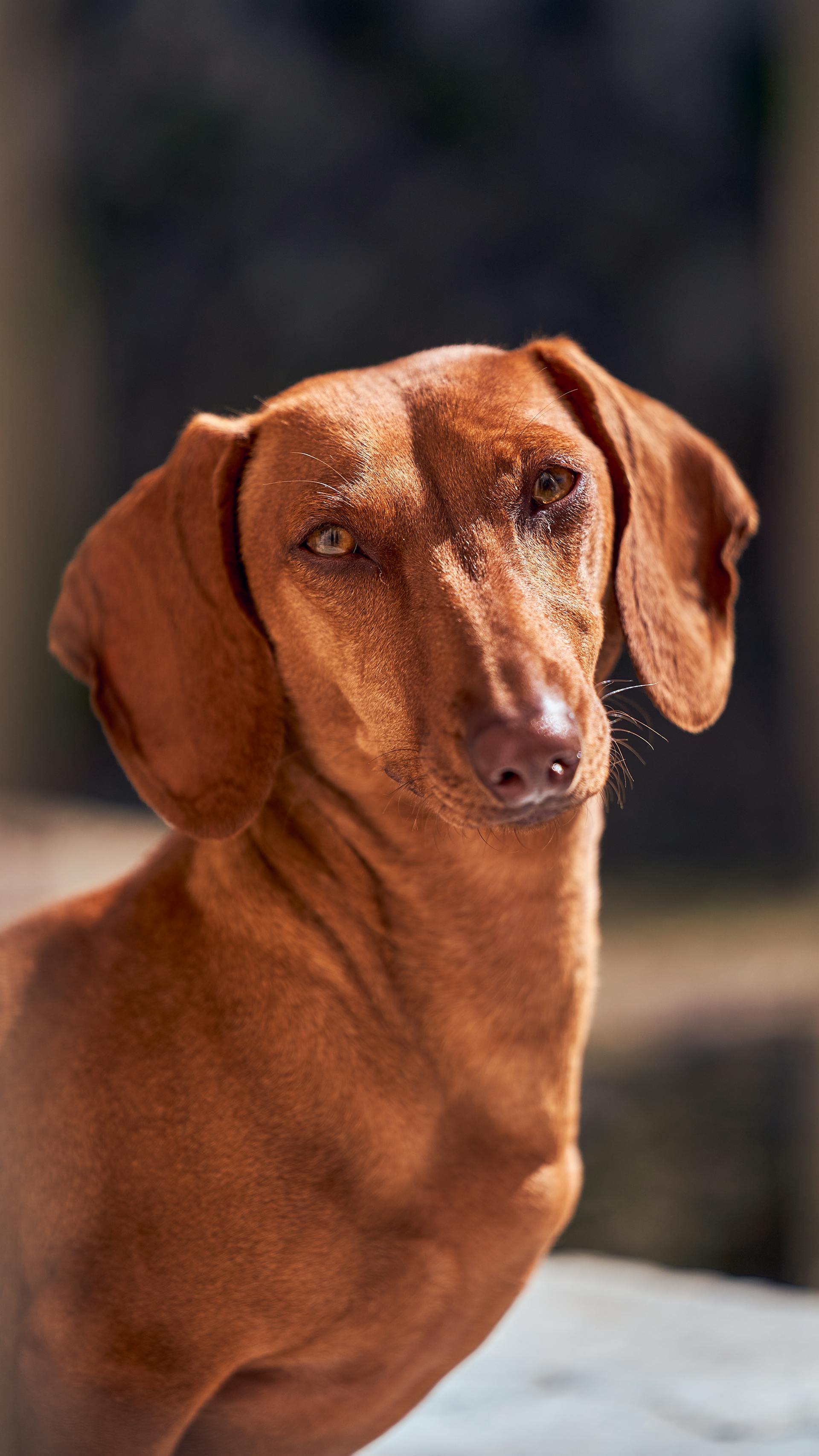 Koda — Chien, 6 ans