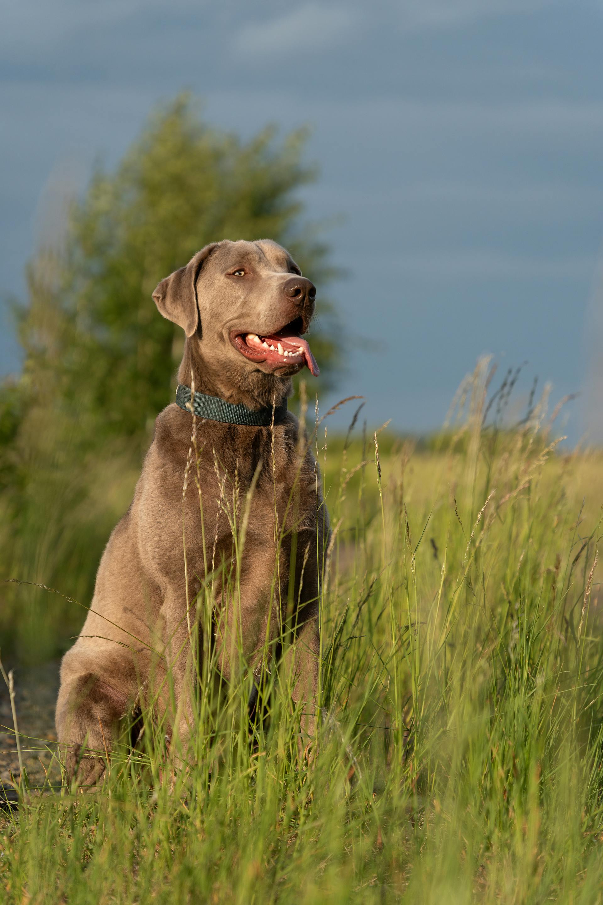Atlas — Chien, 3 ans
