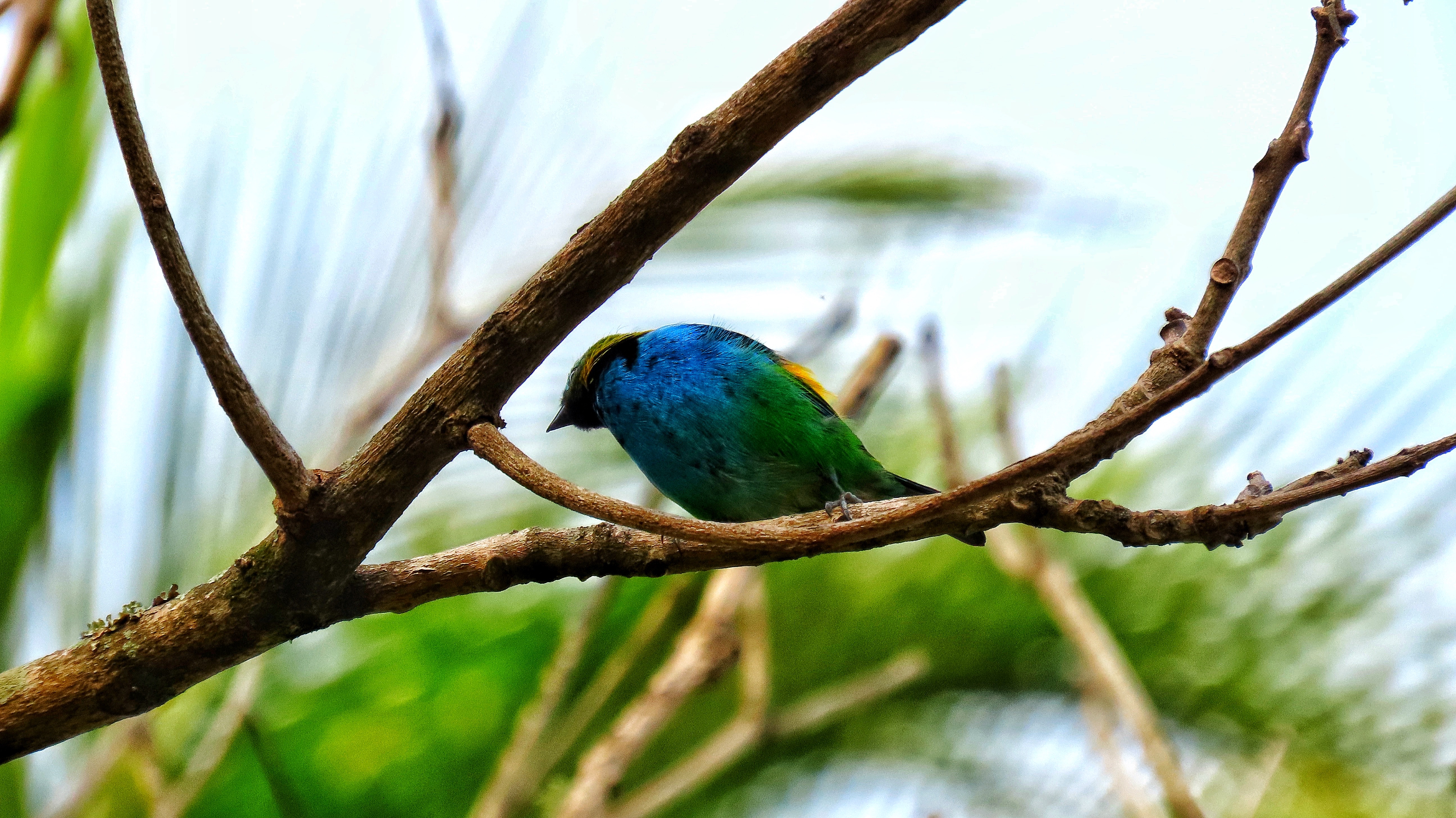 Fotografia de pássaros com equipamentos profissionais e belas fotos de aves em ambiente natural