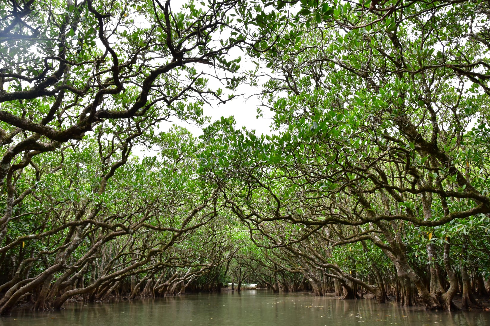 マングローブ原生林の風景