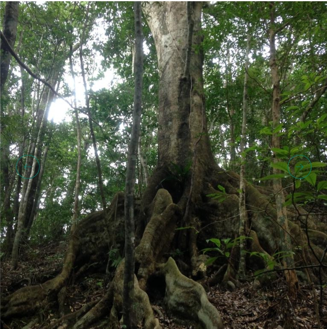 金作原原生林の風景