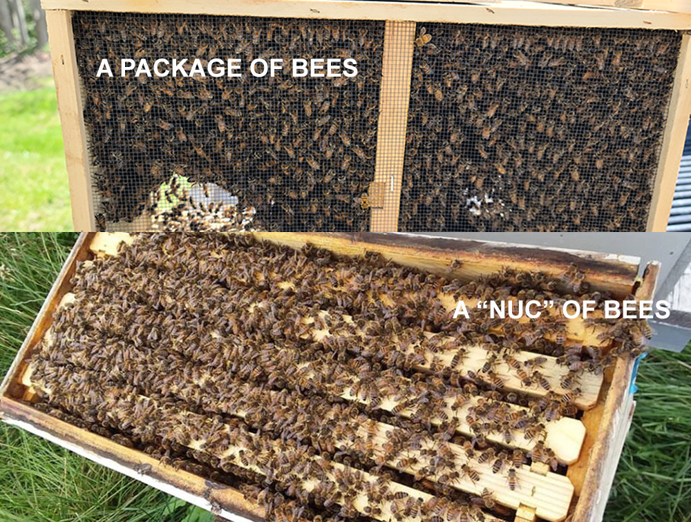 The Bees Are Coming!