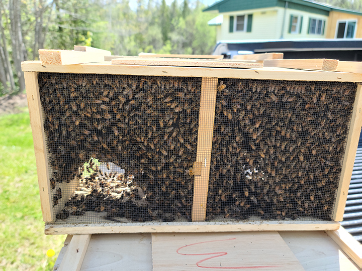 Sponsor a Package of Honeybees