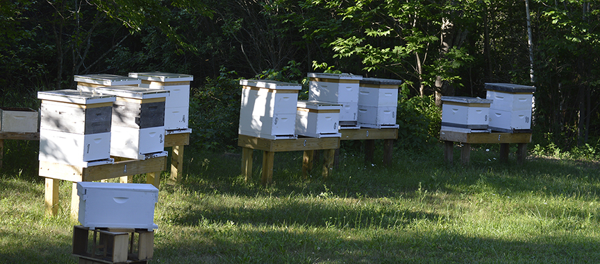 Hood Brook Apiary Hives