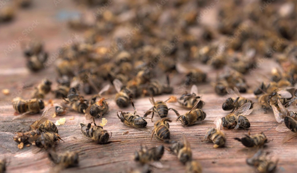 Another Deadly Year For Beekeepers