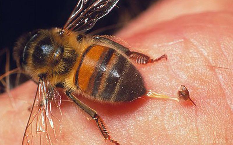 Why Honeybees Sting