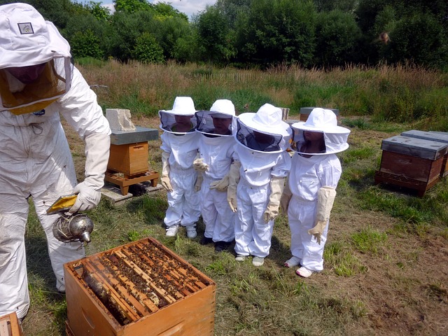 Open beehive showing honeycomb frames