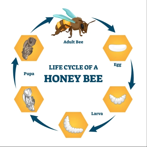 Life Cycle of a Honey Bee