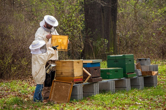 Beekeeper inspecting hive frames at Hood Brook Apiary