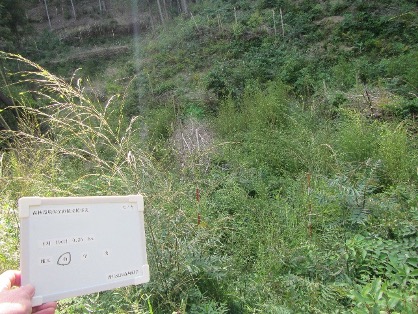 下刈 施工前