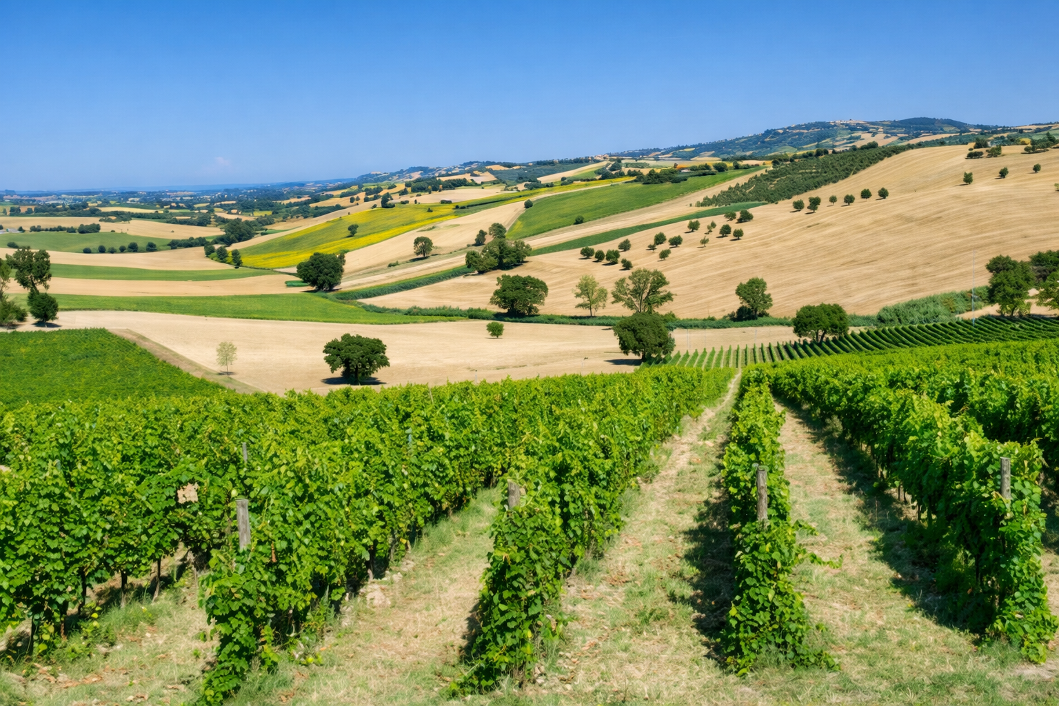 Castelfidardo paesaggio collinare
