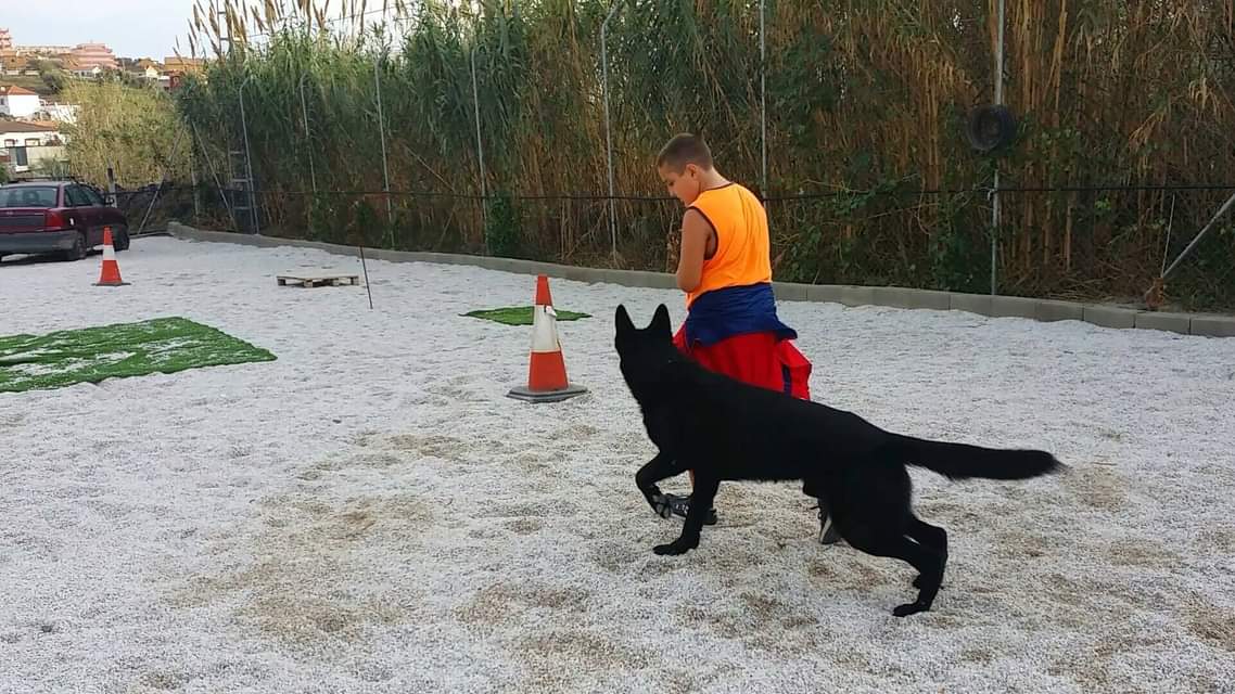 Adiestrar al perro con técnicas de adiestramiento de base