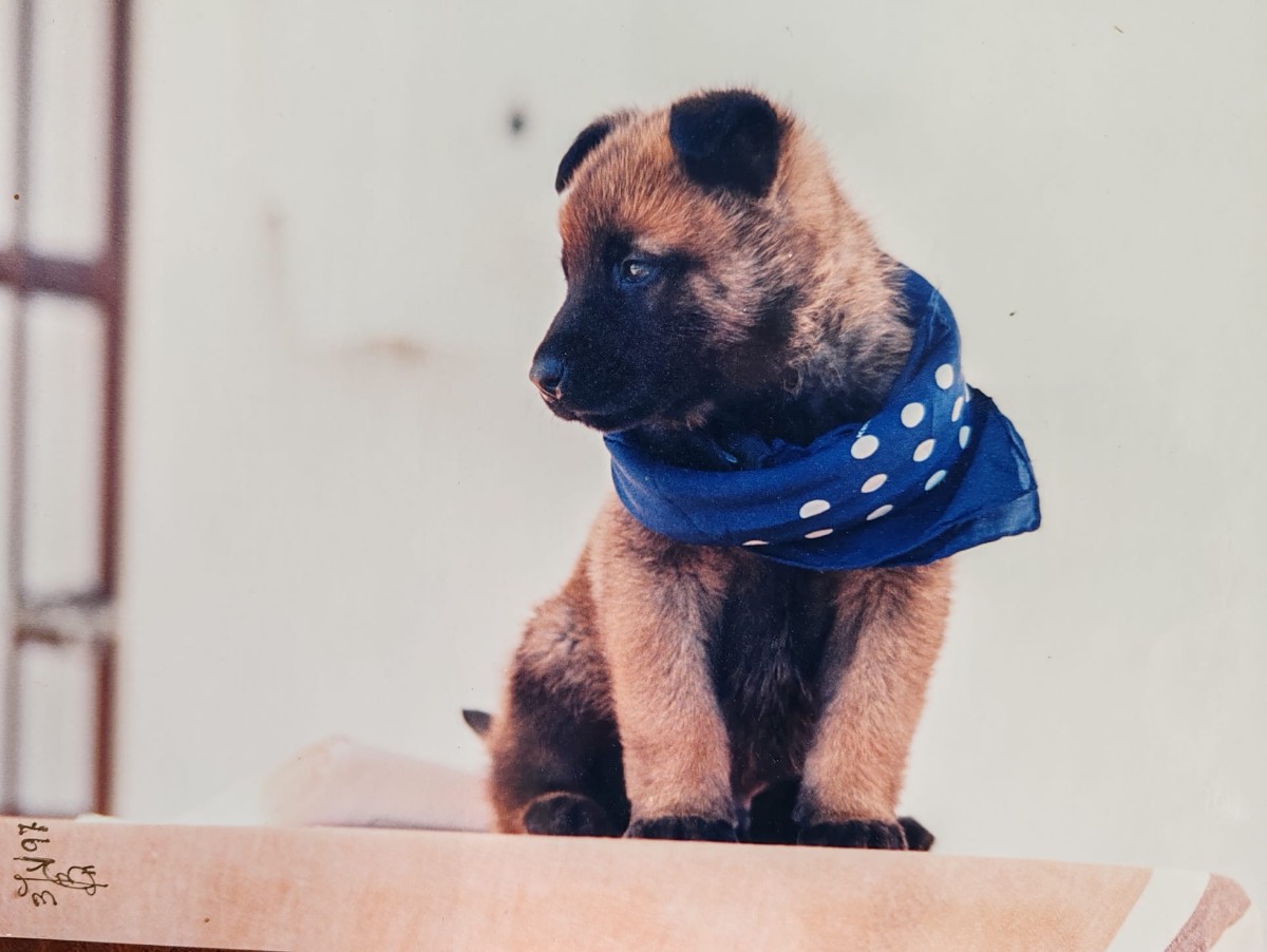 Entrenamiento profesional